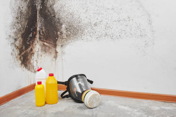 Best White Mold Remediation in Pascoag, RI