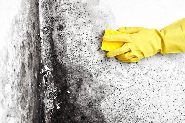 Best Residential Mold Remediation in Pascoag, RI