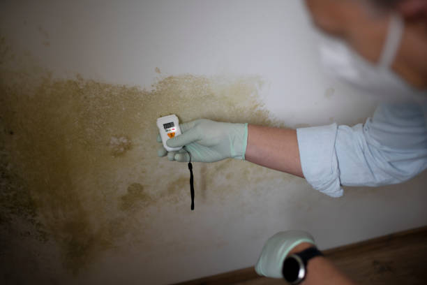 Reliable Pascoag, RI Mold Remediation Solutions