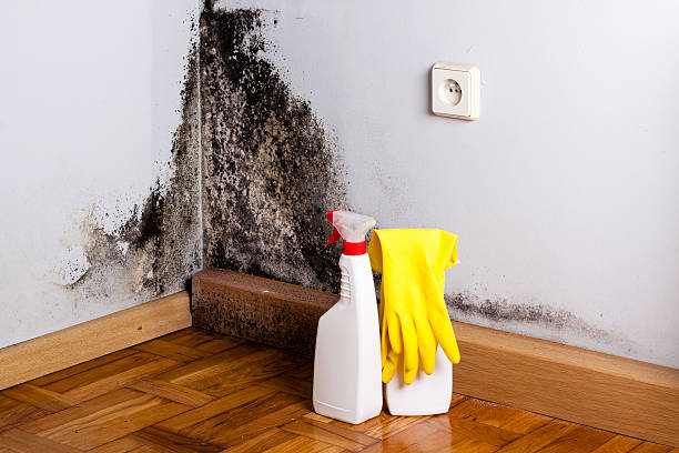 Best Commercial Mold Remediation in Pascoag, RI
