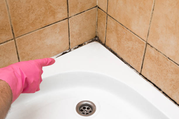 Best Attic Mold Remediation in Pascoag, RI